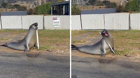 Massive sea lion chilling on the side of the road