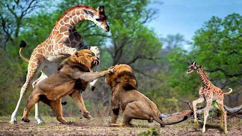 Who Will Win Fight Tallest Animal Giraffe vs King Of Jungle Lion ?