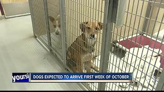 Idahoans can help dogs and cats displaced by Hurricane Harvey