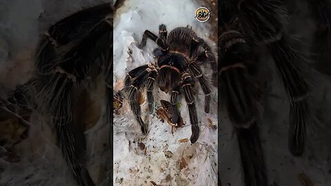 Giant Tarantula Crunching on roaches ft. L. parahybana #shorts