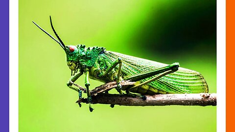 Italy Bans Cricket Flour From Pasta & Bread Products 🟠⚪🟣 NPC Parents