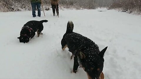 Stella and Camper Playing In The Snow
