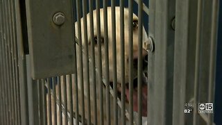 County animal shelter changing operations due to COVID -19