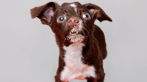 Unique Tiny Rescue Dog Finds Fur-Ever Home