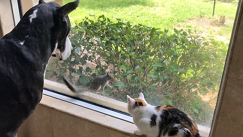 Squirrel teases dog and cat, everyone gets surprised!