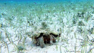 Giant hermit crab carries heavy home on his back