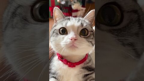 cat staring at her owner with cute big eyes - look at me