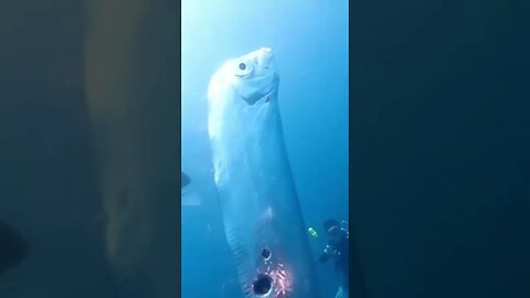 Video leak! What kind of fish is this?