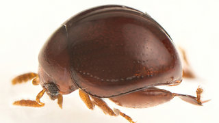 A New Pinhead-sized Beetle is Discovered in Borneo