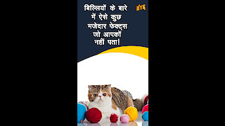 Cats के बारे मे ऐसे कुछ Interesting Facts जो आपको नही पता !!! *