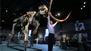 Should Scientists Resurrect The Woolly Mammoth?