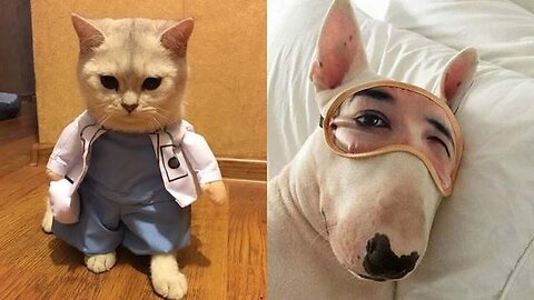 Hilarious Cat and Dog Moments: Prepare to Laugh!