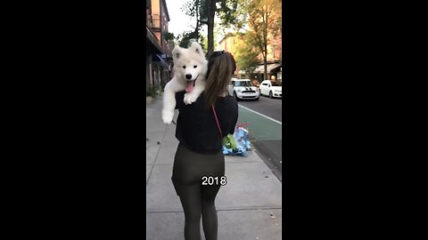 Five_years_of_carrying_this_pup_in_fun_places!_Where_should_I_carry_him_next__#dog_#samoyed(1080p60)