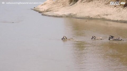 Pequena zebra é atacada por crocodilo ao atravessar um rio