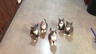 KITTENS!