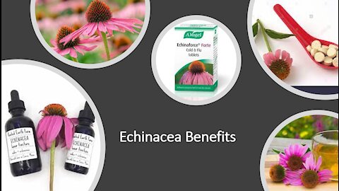 Echinacea Benefits