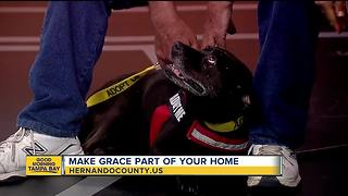 Rescues in Action June 23 | Grace needs furever home