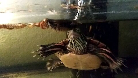 Hungry Turtle Eats A Dried Cricket