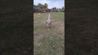 Billy the Guard Goose