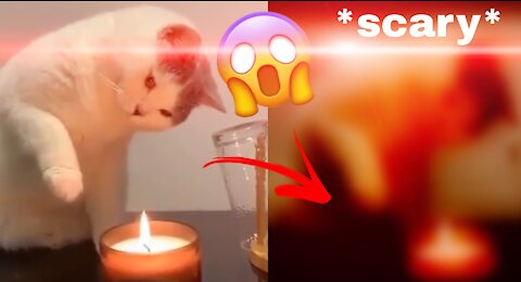 First time Pussy cat plays with FIRE and THEN THIS HAPPENED ! 😱
