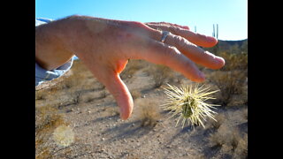 Flying cactus? 10 terrifying things you must know about jumping cholla - ABC15 Digital