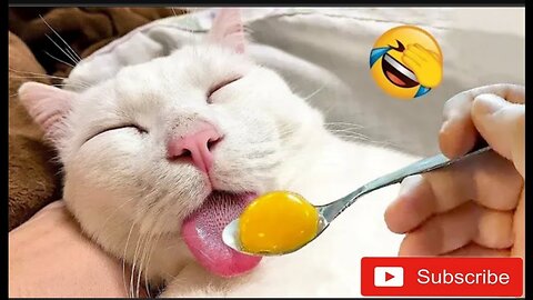 Funny Dogs And Cats Videos 2024 😅 - Best Funniest Animal Videos Of The week #6