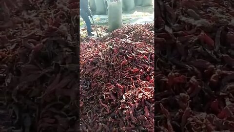 Mice infested chili peppers