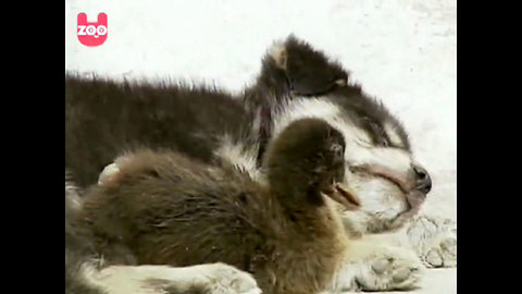 Puppy Becomes Inseparable Best Friend To A Little Duckling