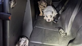 Las Vegas police return stolen English Bulldog puppies to owner