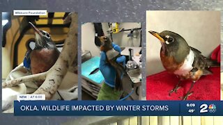 Oklahoma wildlife impacted by winter storms