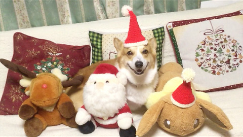 Corgi Santa Dog Christmas Video