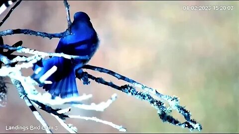 Eastern Bluebird Shows Off Back Color 🌳 01/02/23 15:17