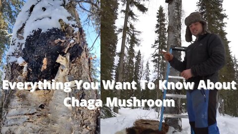 Chaga Mushroom | Everything You Want To Know | Harvesting, Drying, And Brewing Tea