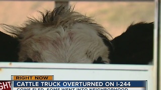 Cattle loose on Tulsa highway after crash