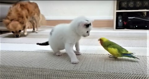 Kitten vs lovebirds