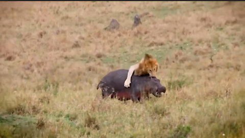 Failure of male lions to prey on hippos