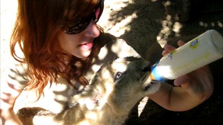 Bottle-feeding a rescued lion cub