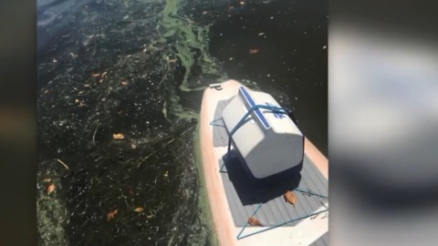 Reported algae spreading to St. Lucie County