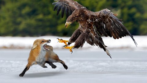 King Eagle Hunting Fox In The Snow- Wild Animal Fights