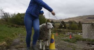 Ce mouton est mieux dressé que votre chien !