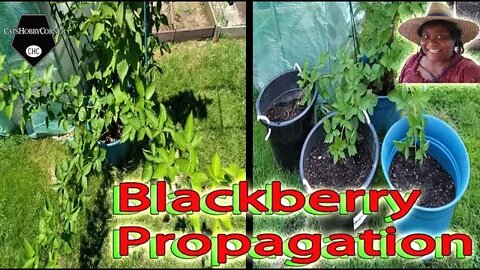 Blackberry Propagation