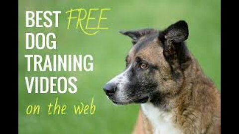 How to dog training top training video dog Basic training video dog training top 10 trening