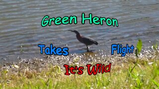 Green Heron Takes Flight