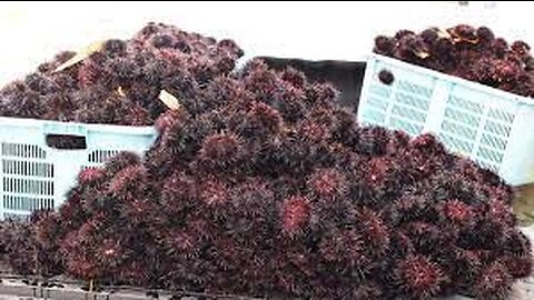 Japan Sea Urchin Farming - Sea Urchin Harvest and Processing - Sea Urchin Raising indoor