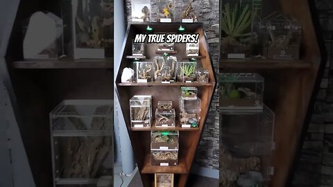TRUE SPIDERS + COFFIN BOOKCASE