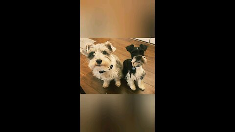 Miniature Schnauzers, Dexter and Oliver, brothers and best friends