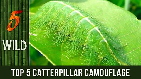 Top 5 Ultimate Catterpillar Comouflage | 5 WILD