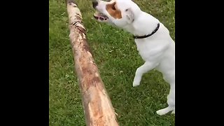 Jack Russell leaps for stick in glorious slow motion