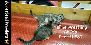 UFC Feline Division Championship Fight!