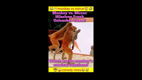 Monkey vs. Mirror: Hilarious Prank Unleashes Chaos!